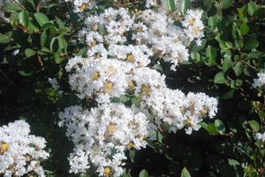 Lagerstroemia indica x faueri 'Acoma' Crapemyrtle from Kansas Roots
