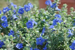 Evolvulus hybrid 'Blue My Mind®' Dwarf Morning Glory from Kansas Roots