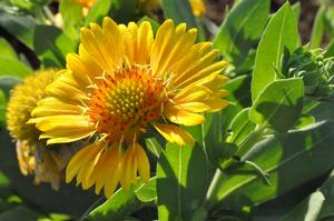 Gaillardia aristata 'Arizona Apricot' Blanket Flower from Kansas Roots