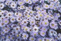 Symphyotrichum (Aster) novi-belgii 'Professor Anton Kippenburg' Dwarf Aster from Kansas Roots