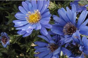 Symphyotrichum (Aster) dumosus 'Sapphire' Aster from Kansas Roots