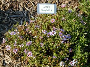 Symphyotrichum (Aster) dumosus 'Wood's Pink' Aster from Kansas Roots