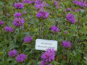 Monarda 'Marshall's Delight' Bee Balm from Kansas Roots
