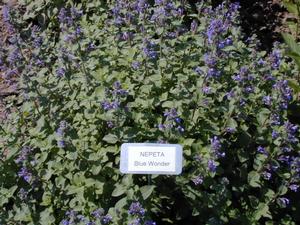 Nepeta racemosa (x mussinii) 'Blue Wonder' Catmint from Kansas Roots