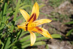 Hemerocallis x 'Bonanza' Daylily from Kansas Roots