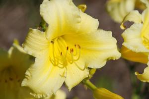 Hemerocallis x 'Butterpat' Daylily from Kansas Roots