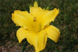Hemerocallis x 'California Sunshine' Daylily from Kansas Roots