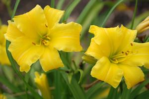 Hemerocallis x 'Eenie Weenie' Daylily from Kansas Roots