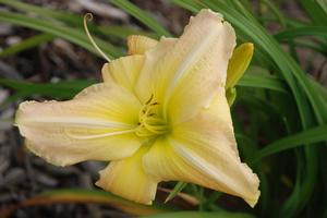 Hemerocallis x 'George Caleb Bingham' Daylily from Kansas Roots