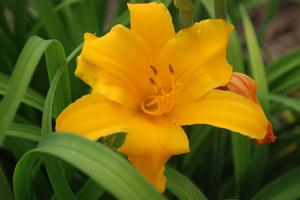 Hemerocallis x 'Gertrude Condon' Daylily from Kansas Roots