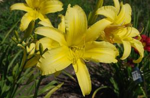 Hemerocallis x 'Hyperion' Daylily from Kansas Roots