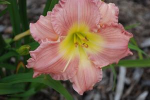 Hemerocallis x 'Jolyene Nichole' Daylily from Kansas Roots