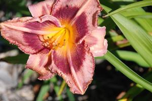 Hemerocallis x 'Just Plum Happy' Daylily from Kansas Roots