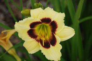 Hemerocallis x 'Little Gypsy Vagabond' Daylily from Kansas Roots
