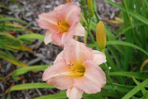 Hemerocallis x 'Little Heavenly Angel' Daylily from Kansas Roots