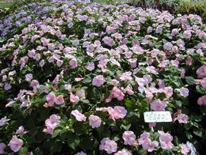 Impatiens walleriana 'Accent™ Coral' Impatiens from Kansas Roots