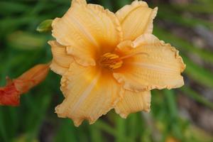Hemerocallis x 'Louise Manelis' Daylily from Kansas Roots