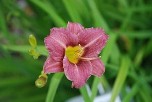 Hemerocallis x 'Mauna Loa' Daylily from Kansas Roots