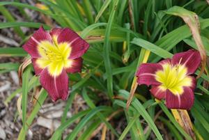 Hemerocallis x 'Night Beacon' Daylily from Kansas Roots
