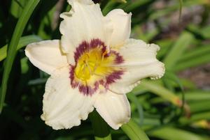Hemerocallis x 'Pandora's Box' Daylily from Kansas Roots