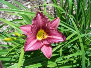 Hemerocallis x 'Raspberry Pixie' Daylily from Kansas Roots