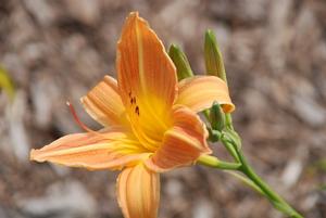 Hemerocallis x 'Salmon Sheen' Daylily from Kansas Roots