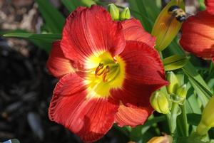 Hemerocallis x 'Scarlet Orbit' Daylily from Kansas Roots