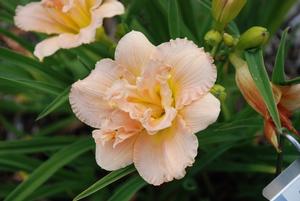 Hemerocallis x 'Siloam Double Classic' Daylily from Kansas Roots