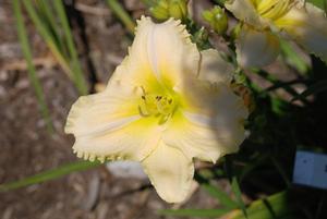Hemerocallis x 'Sounds of Silence' Trophytaker® Daylily from Kansas Roots