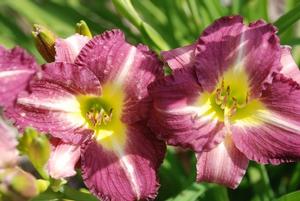 Hemerocallis x 'Woodside Amethyst' Trophy Taker® Daylily from Kansas Roots