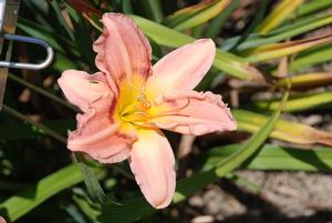 Hemerocallis x 'Zarahemla' Daylily from Kansas Roots