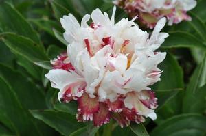 Paeonia lactiflora 'Cactus Jack' Peony from Kansas Roots