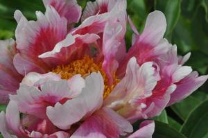 Paeonia lactiflora 'Carousel Frolic' Peony from Kansas Roots