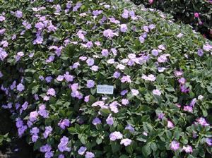 Impatiens walleriana 'Super Elfin XP Blue Pearl' Impatiens from Kansas Roots