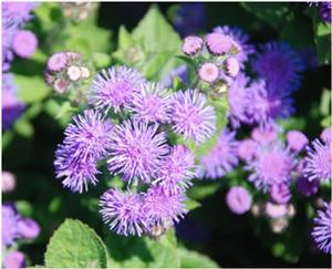 Ageratum 'Artist ™ Series' Floss Flower from Kansas Roots