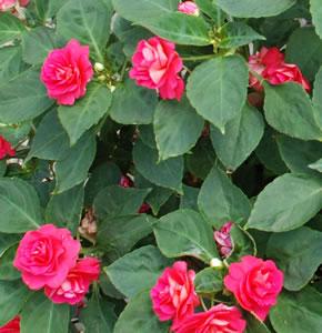 Impatiens walleriana 'Fiesta series' Double Impatiens from Kansas Roots