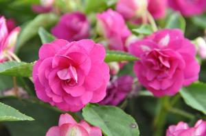 Impatiens walleriana 'Rockapulco series' Double Impatiens from Kansas Roots