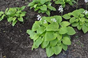 Hosta 'Abiqua Recluse' Plantain Lily from Kansas Roots