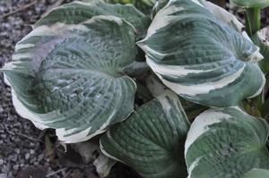 Hosta 'Fragrant Bouquet' Plantain Lily from Kansas Roots