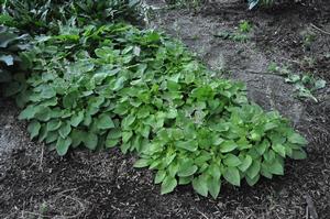 Hosta 'Gold Drop' Plantain Lily from Kansas Roots