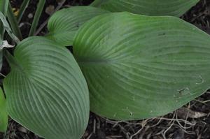 Hosta 'Gold Regal' Plantain Lily from Kansas Roots