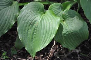 Hosta 'Green Pie Crust' Plantain Lily from Kansas Roots