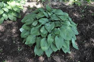 Hosta 'Hillbilly Blues' Plantain Lily from Kansas Roots