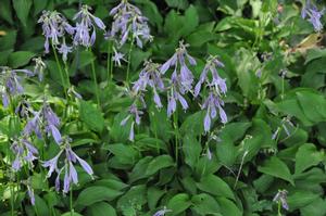 Hosta 'Lemon Lime' Plantain Lily from Kansas Roots