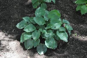 Hosta 'Moonlight Sonata' Plantain Lily from Kansas Roots