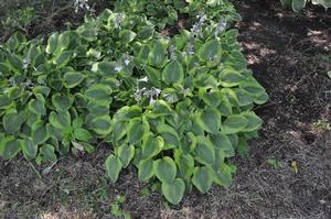 Hosta 'Parky's Prize' Plantain Lily from Kansas Roots