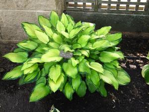 Hosta 'Paul's Glory' Plantain Lily from Kansas Roots
