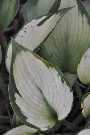 Hosta 'Revolution' Plantain Lily from Kansas Roots