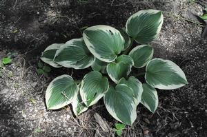 Hosta 'Robert Frost' Plantain Lily from Kansas Roots