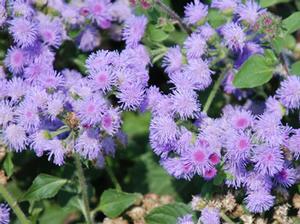 Ageratum 'High Tide® Blue' Floss Flower from Kansas Roots